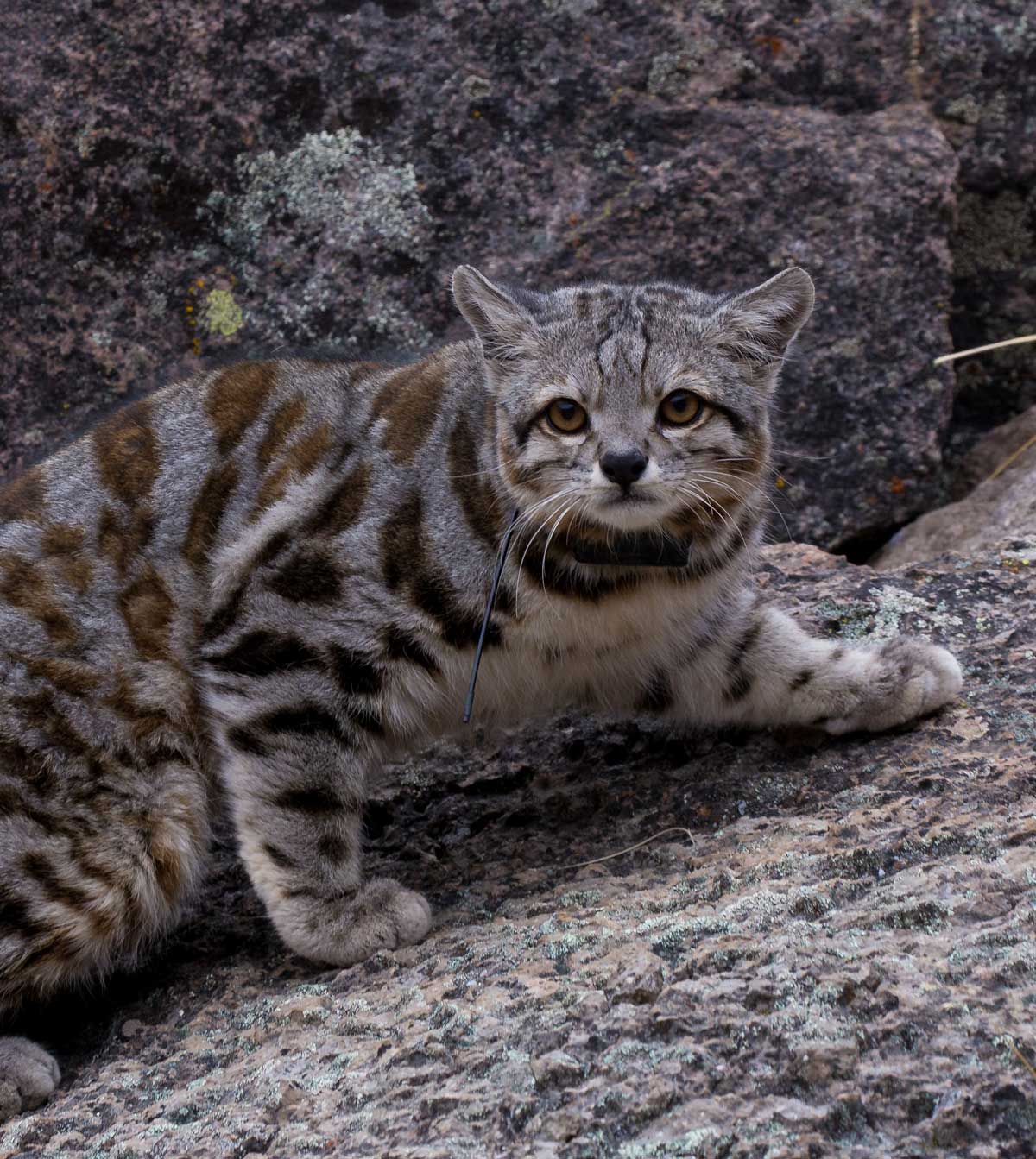 A captive Andean mountain cat
